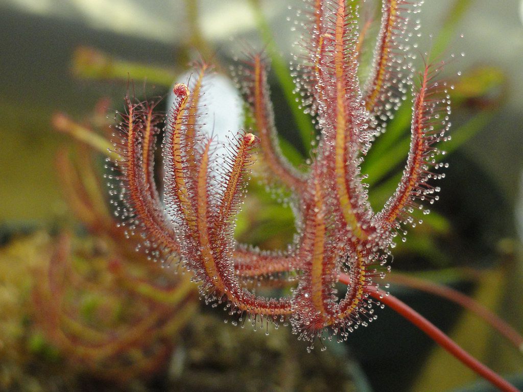 Planta Carnivora: Drosera Binata var. Multifida - Orquidario em Mogi  Mirim/SP - As mais lindas Orquídeas!