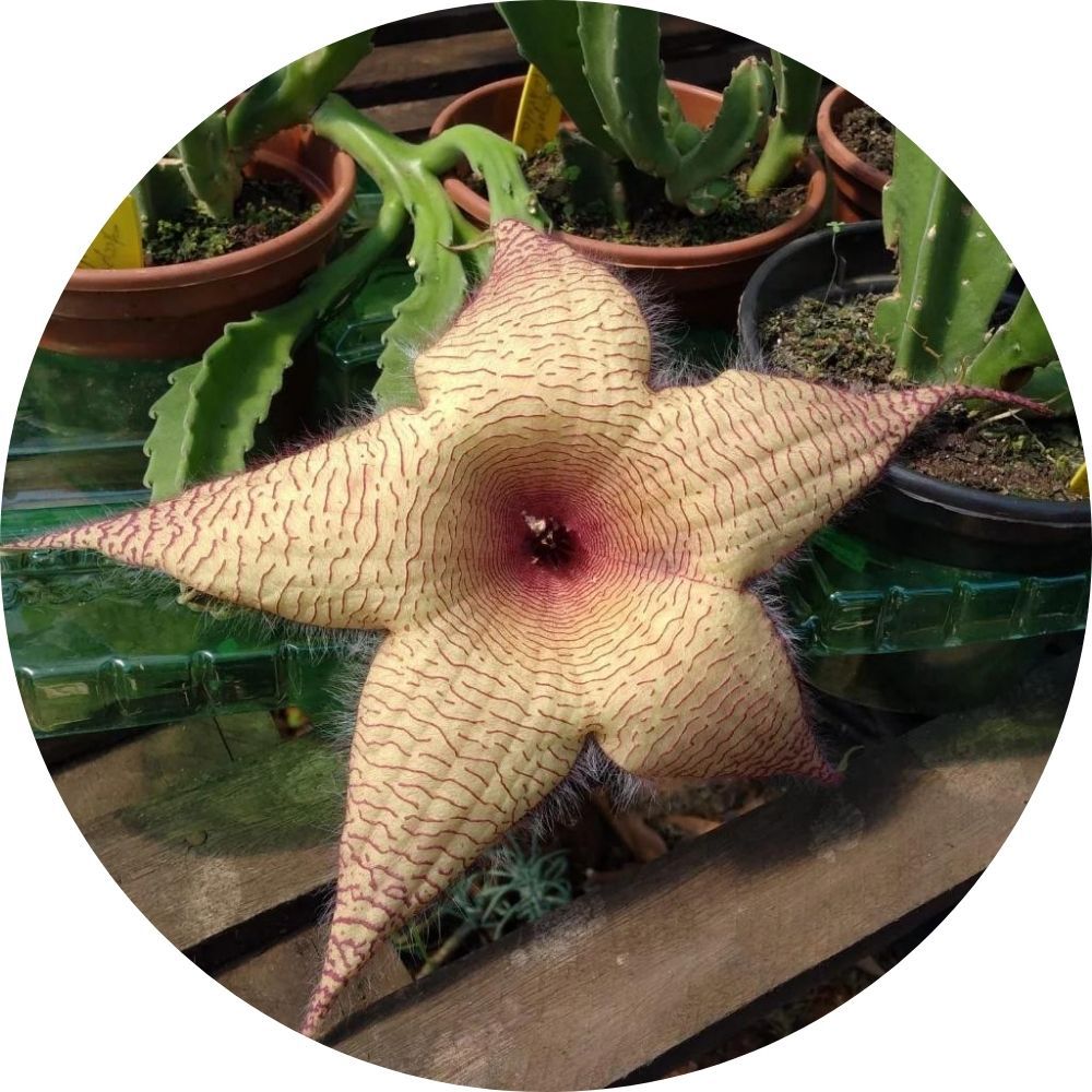 Stapelia Gigantea (suculenta - muda menor) - Orquidario em Mogi Mirim/SP -  As mais lindas Orquídeas!