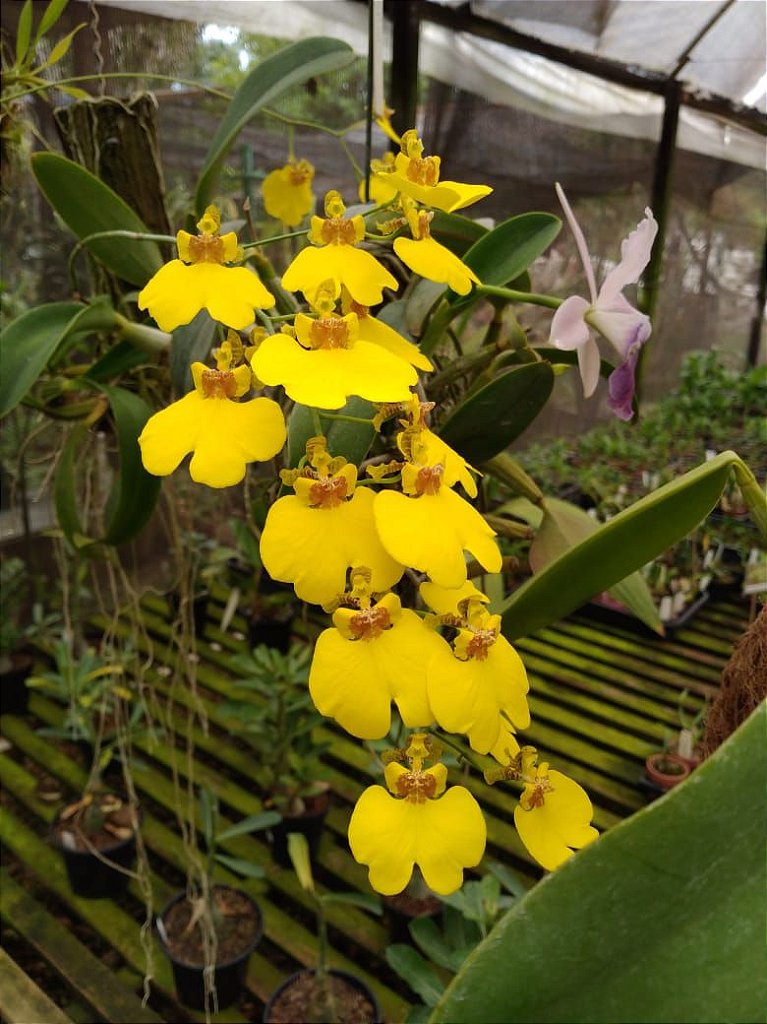 Oncidium Aloha (Chuva de Ouro) - Orquidario em Mogi Mirim/SP - As mais  lindas Orquídeas!