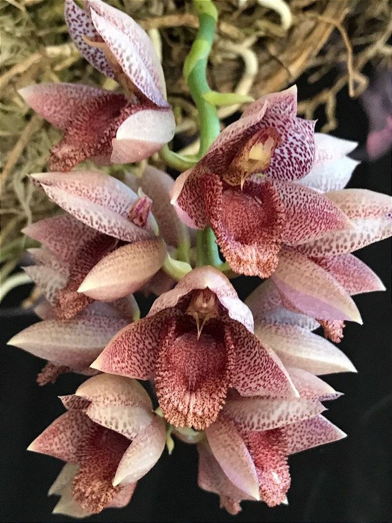 Catasetum Denticulatum (Adulta) - Orquidario em Mogi Mirim/SP - As mais  lindas Orquídeas!