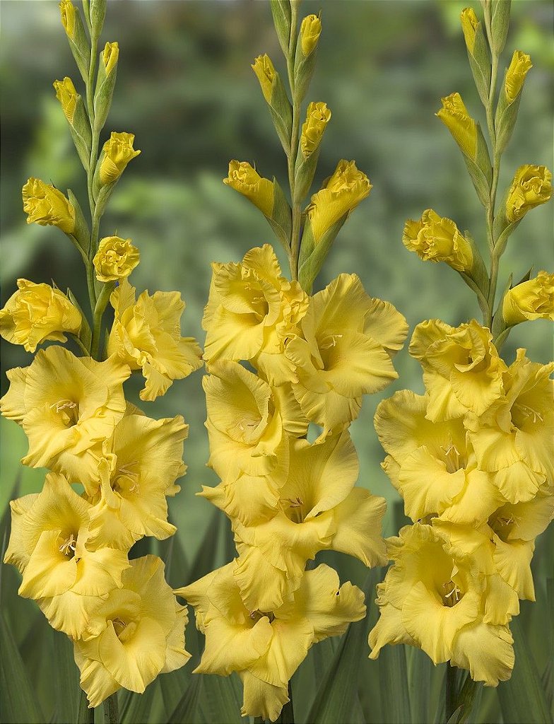 Gladiolo Gold Field - Orquidario em Mogi Mirim/SP - As mais lindas  Orquídeas!