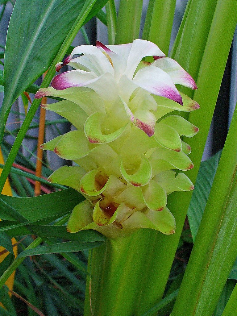 Curcuma Domestica (Açafrão da Terra) - Orquidario em Mogi Mirim/SP - As  mais lindas Orquídeas!