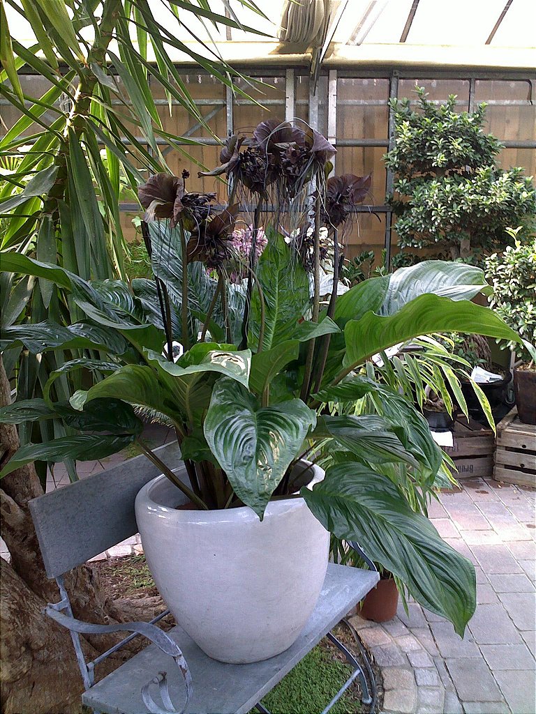 Flor Morcego (Tacca Chantrieri) - Orquidario em Mogi Mirim/SP - As mais  lindas Orquídeas!