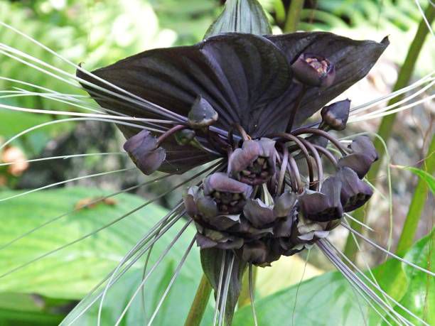 Flor Morcego (Tacca Chantrieri) - Orquidario em Mogi Mirim/SP - As mais  lindas Orquídeas!