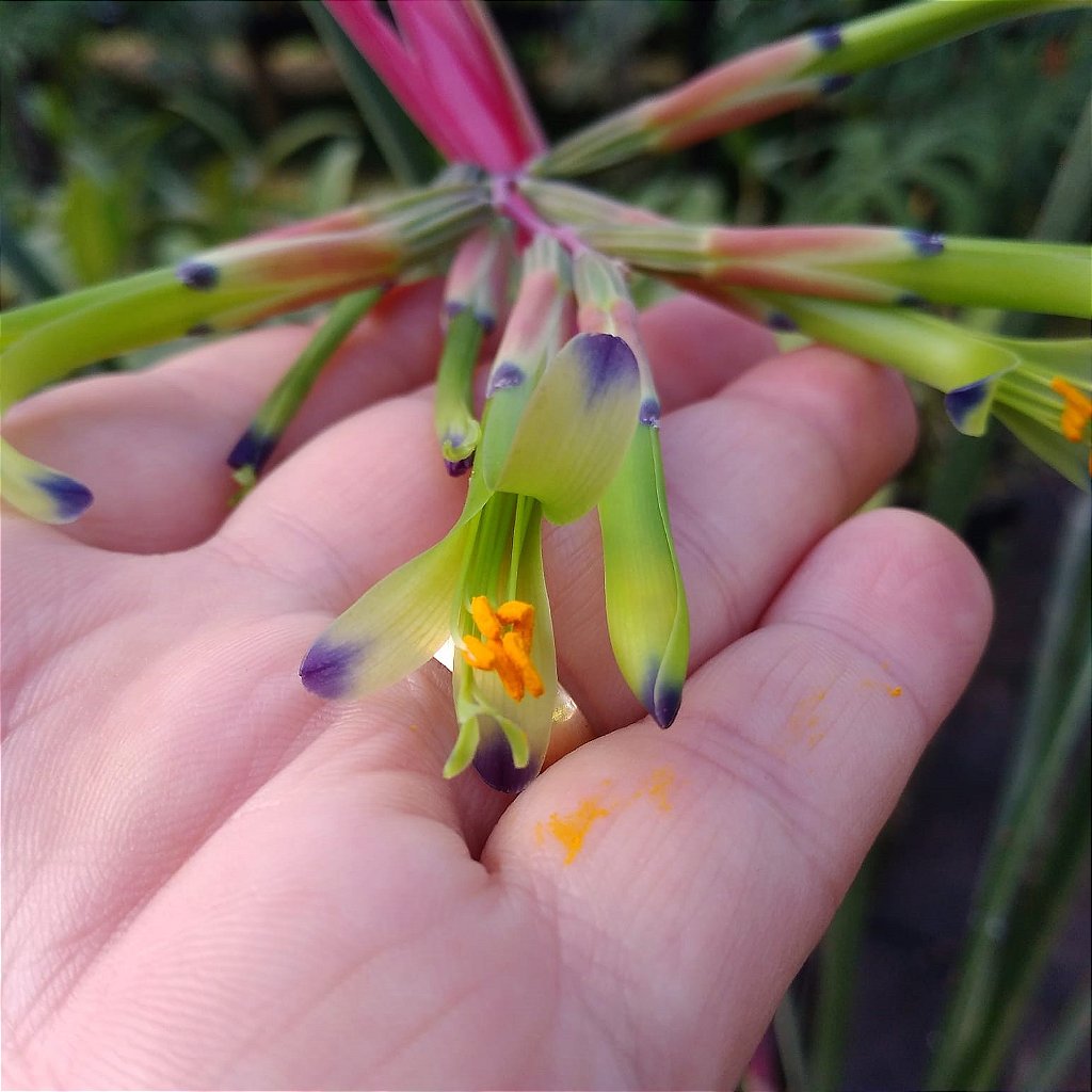 Bromélia Billbergia Nutans - NOVIDADE - Orquidario em Mogi Mirim/SP - As  mais lindas Orquídeas!