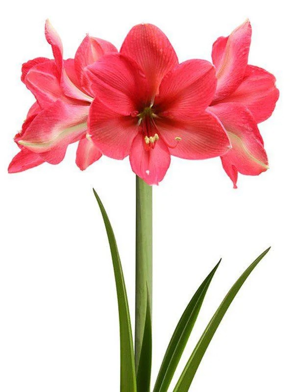 Amaryllis Pink Panther (bulbo de flor) - Orquidario em Mogi Mirim/SP - As  mais lindas Orquídeas!