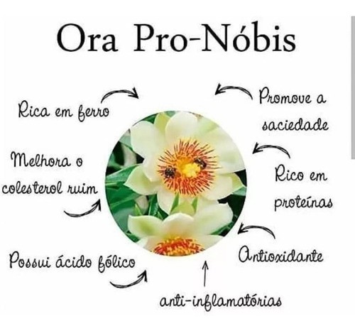 Pereskia Aculeata (Ora-pro-nobis) - Orquidario em Mogi Mirim/SP - As mais lindas Orquídeas!