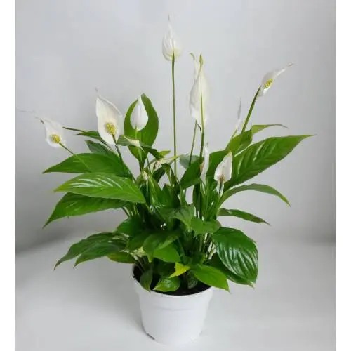 Spathiphyllum Wallisii (Mini Lírio da Paz) - Orquidario em Mogi Mirim/SP -  As mais lindas Orquídeas!