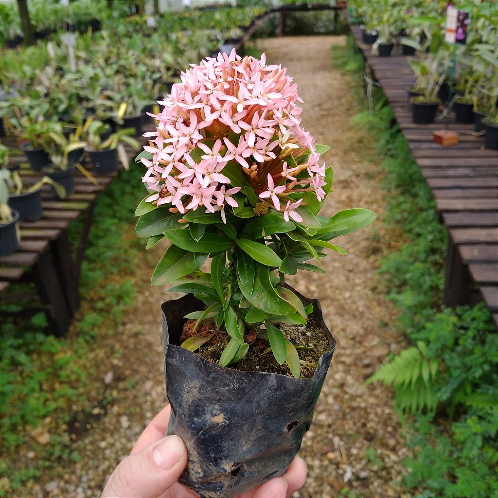 Mini Ixora Rosa - Orquidario em Mogi Mirim/SP - As mais lindas Orquídeas!