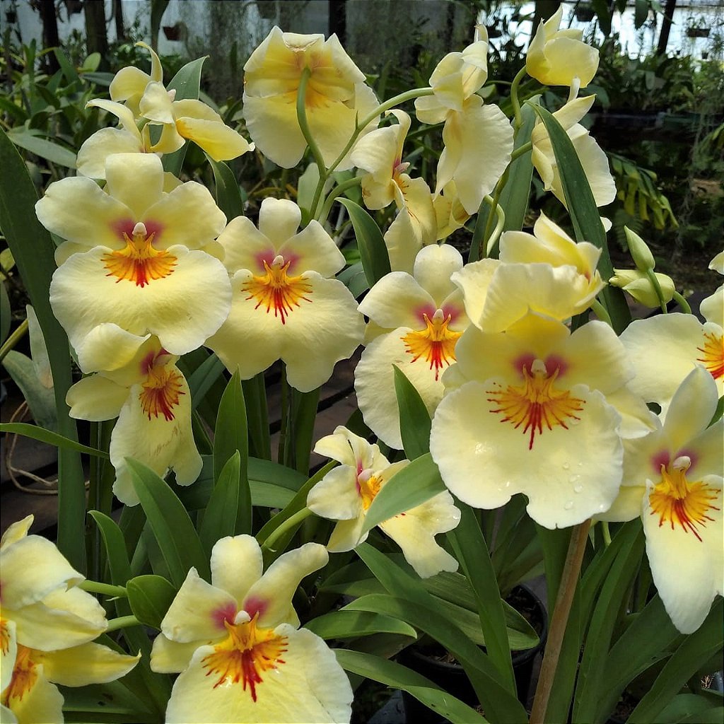 Miltonia Amarela - Orquidario em Mogi Mirim/SP - As mais lindas Orquídeas!