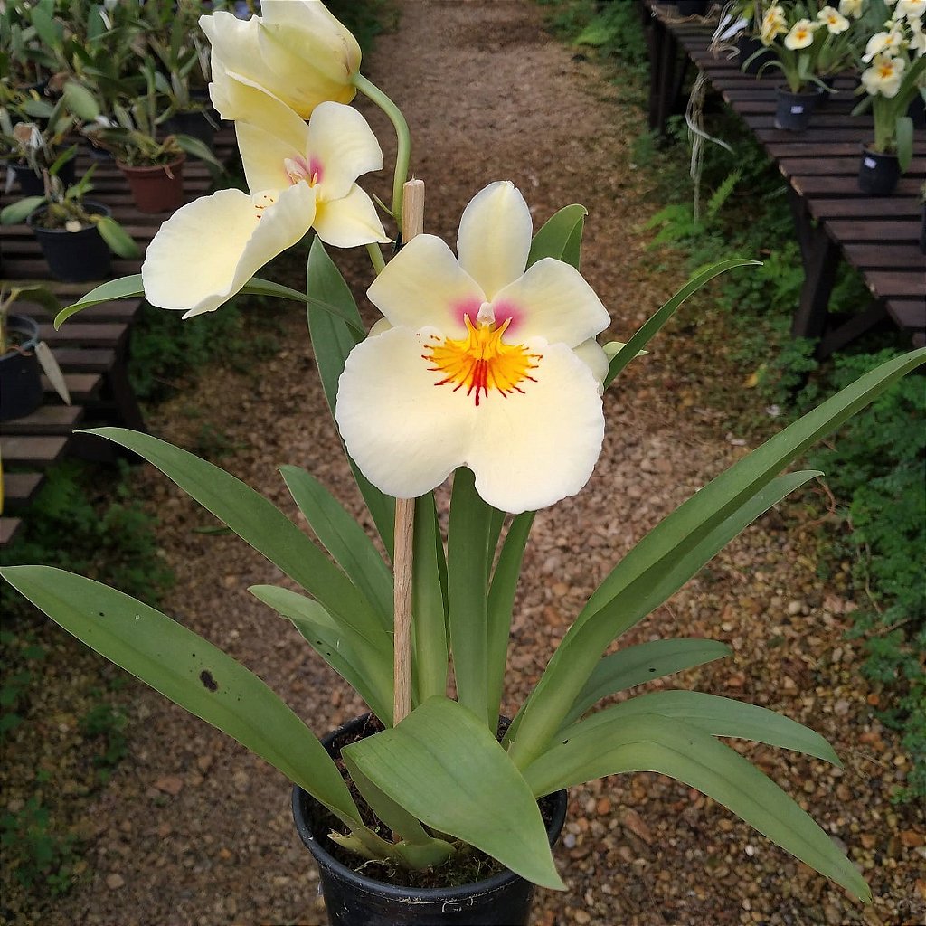 Miltonia Amarela - Orquidario em Mogi Mirim/SP - As mais lindas Orquídeas!