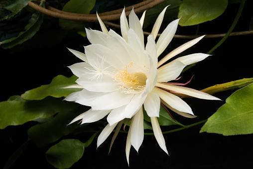 Rainha-da-noite: a flor rara que abre e exala perfume apenas uma