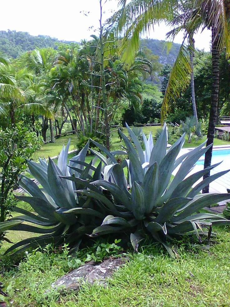 Catálogo AGAVE DECORAÇÕES