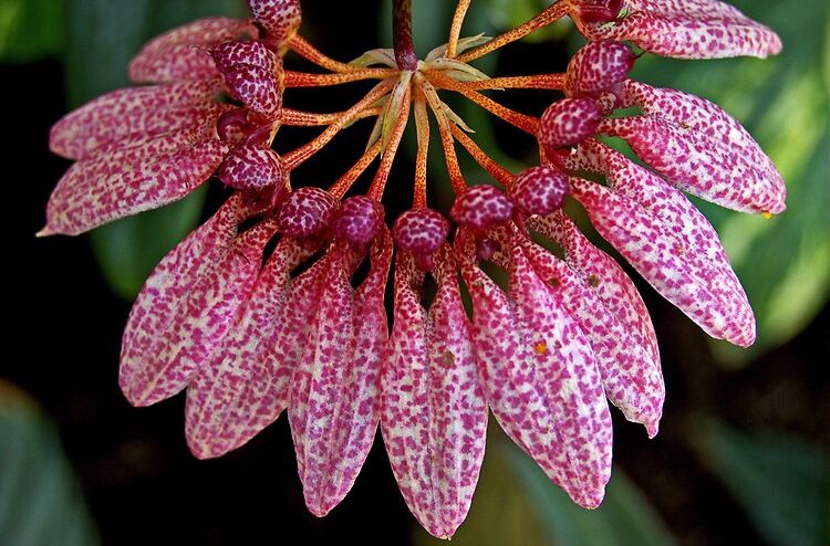 Bulbophyllum Eberhardtii - Orquidario em Mogi Mirim/SP - As mais lindas  Orquídeas!