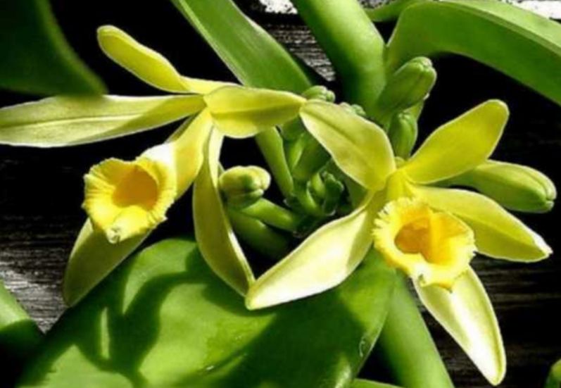 Orquidea Vanilla Planifolia (Baunilha) - Orquidario em Mogi Mirim/SP - As  mais lindas Orquídeas!