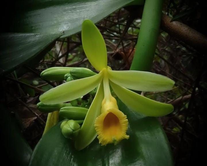 Orquidea Vanilla Planifolia (Baunilha) - Orquidario em Mogi Mirim/SP - As  mais lindas Orquídeas!