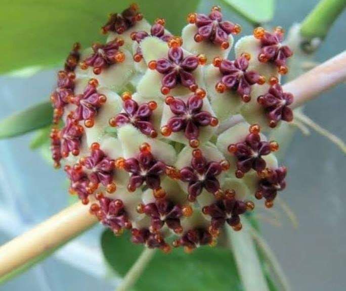 Hoya Kerii (Flor de cera Coração) - Orquidario em Mogi Mirim/SP - As mais  lindas Orquídeas!