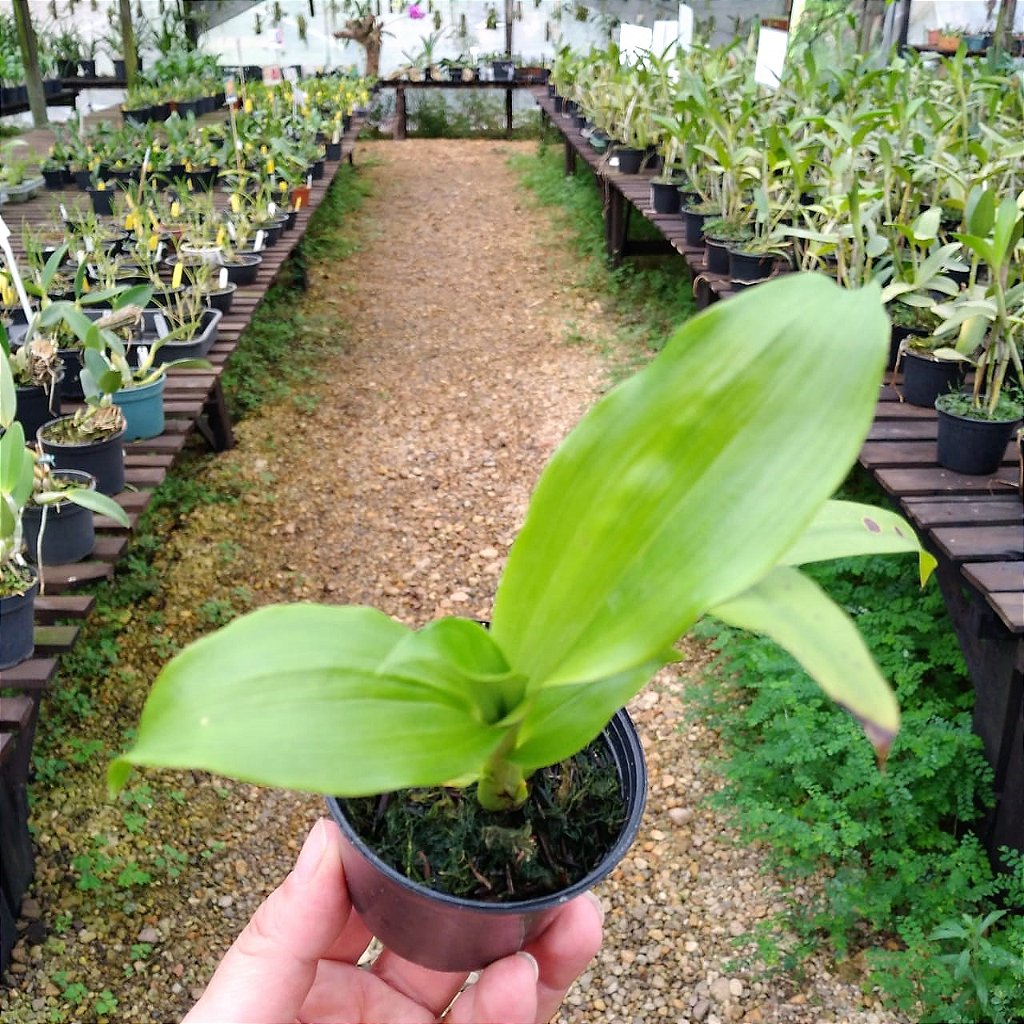 Anguloa clowesii var. ruckeri - Orquidario em Mogi Mirim/SP - As mais  lindas Orquídeas!