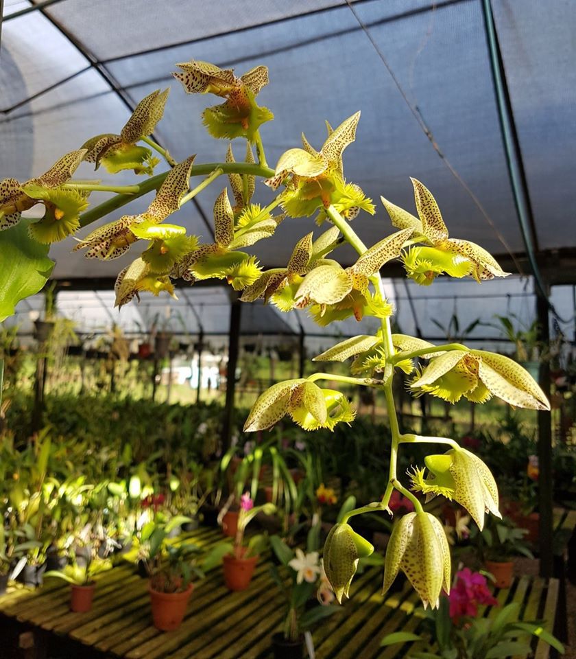 Catasetum Fimbriatum - Orquidario em Mogi Mirim/SP - As mais lindas  Orquídeas!