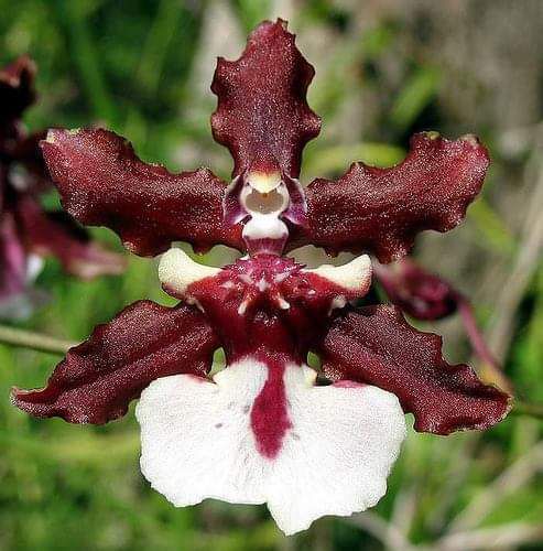 Oncidium Sharry Baby 'Sweet Frangance' (Chocolate) - Orquidario em Mogi  Mirim/SP - As mais lindas Orquídeas!