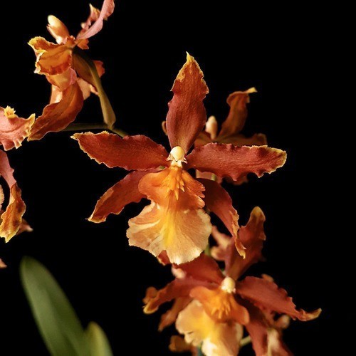 Oncostele Catatante - PROMOÇÃO - Orquidario em Mogi Mirim/SP - As mais  lindas Orquídeas!