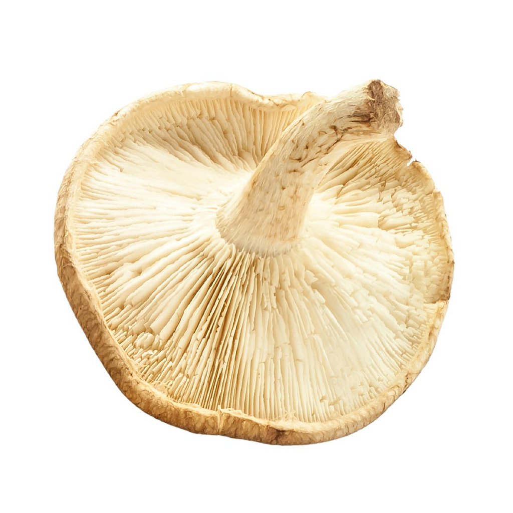 Cogumelo shitake