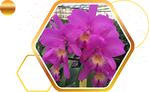 Cattleya