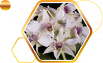 Dendrobium