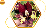 Catasetum