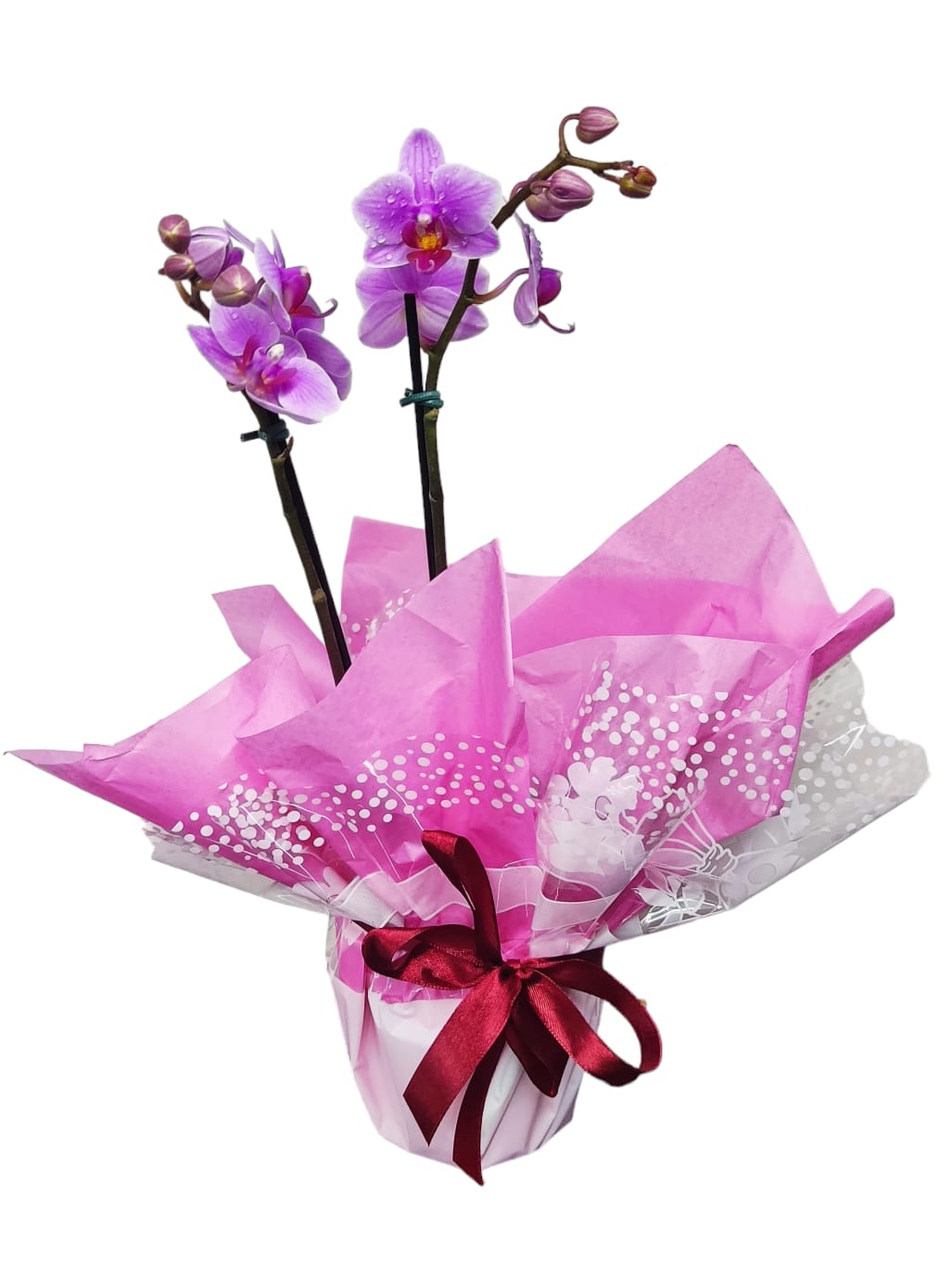 Flor Orquídea 35cm Plantada Vaso (decorado saco)