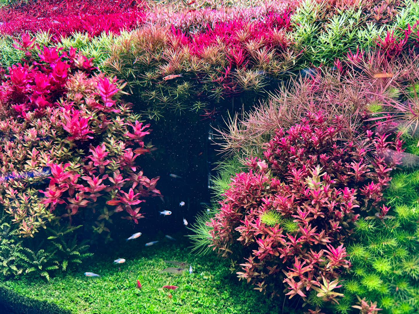aquário plantado exuberante