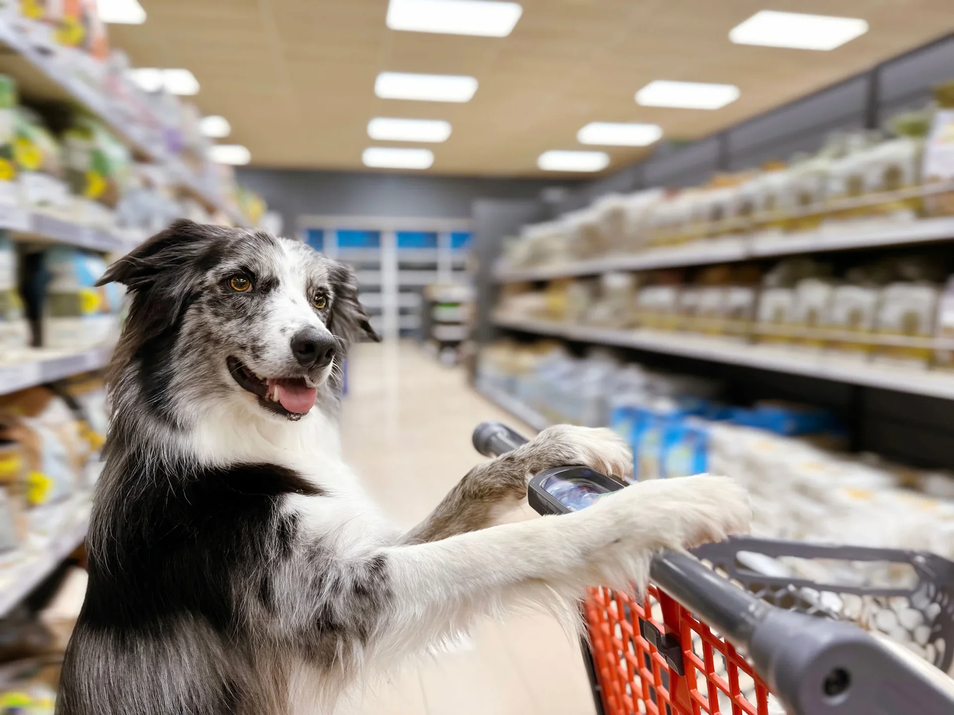 Como escolher uma distribuidora pet confiável para comprar produtos pet no atacado