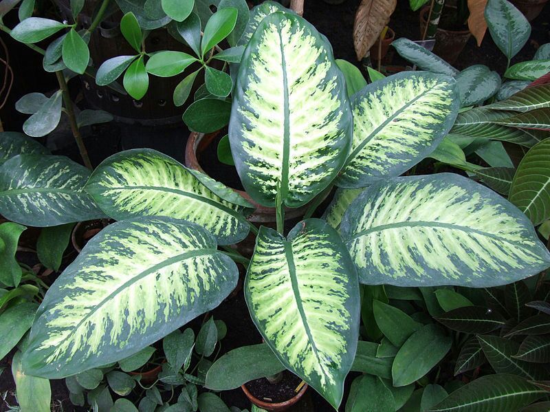 Muda de Comigo Ninguém Pode 40cm Planta Decorativa Natural - Verde Garden - Tudo para seu Paisagismo