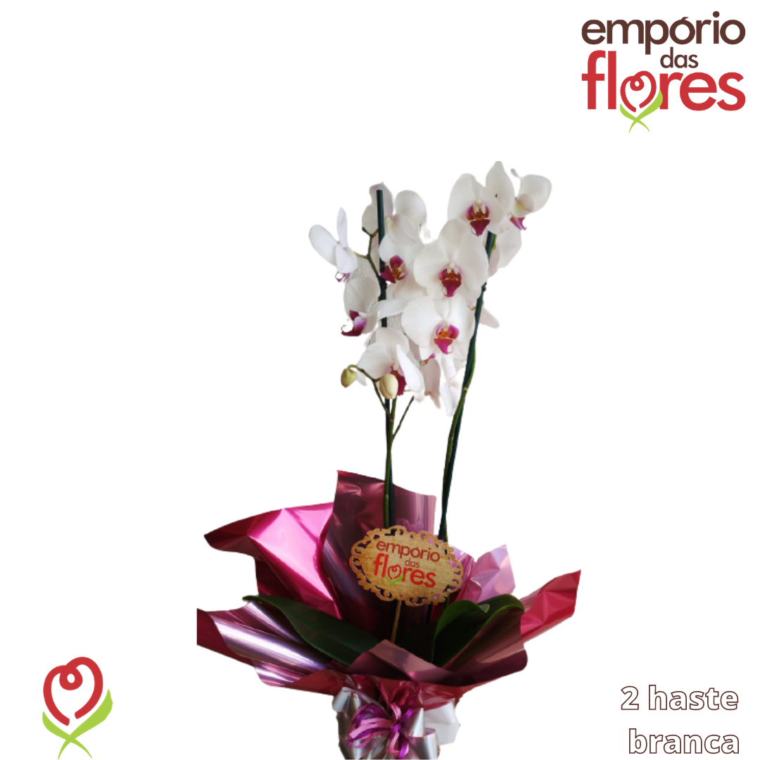 Orquídea Phalaenopsis, Floricultura em itumbiara, loja de flores, site em  Itumbiara, entregamos em Itumbiara-GO e em Araporã - MG, Floricultura em  Itumbiara, com loja física em Itumbiara - Floricultura -emporio-das-flores-itumbiara