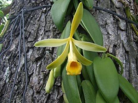 Vanilla - Orquídea de onde é extraida a Baunilha - Adulta - Empório das  Orquídeas