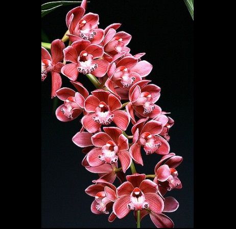 Cymbidium Ruby Sarah Gemstone PENDENTE - T3 - Empório das Orquídeas