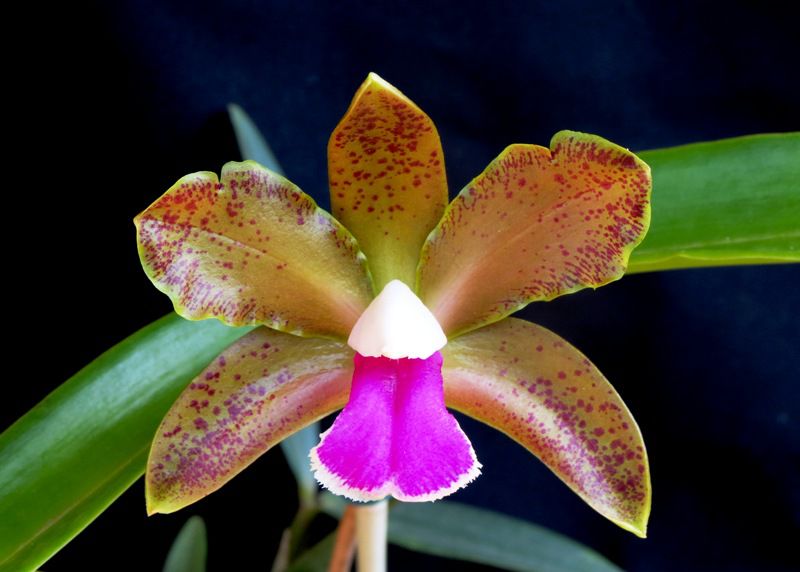 Cattleya Bicolor var. Punctata - NBS - Empório das Orquídeas