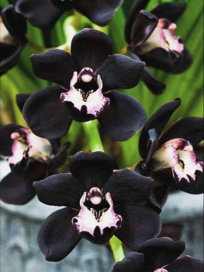 Cymbidium Fdk Kiwi Midnight NEGRA - Muda T3 - Empório das Orquídeas