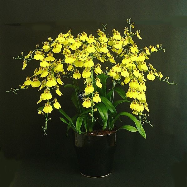 Oncidium Aloha Iwanaga - Muda T4 - Empório das Orquídeas