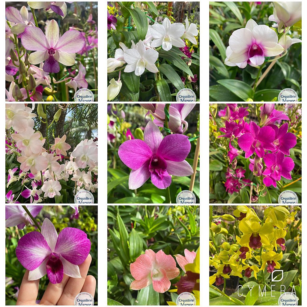 kit 10 orquídeas Denphal Sortidas - ADULTAS - Orquidário Matsue