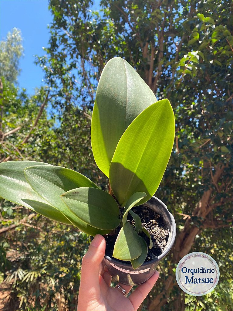 Bulbophyllum phalaenopsis x Bulbophyllum beccarii - adulta