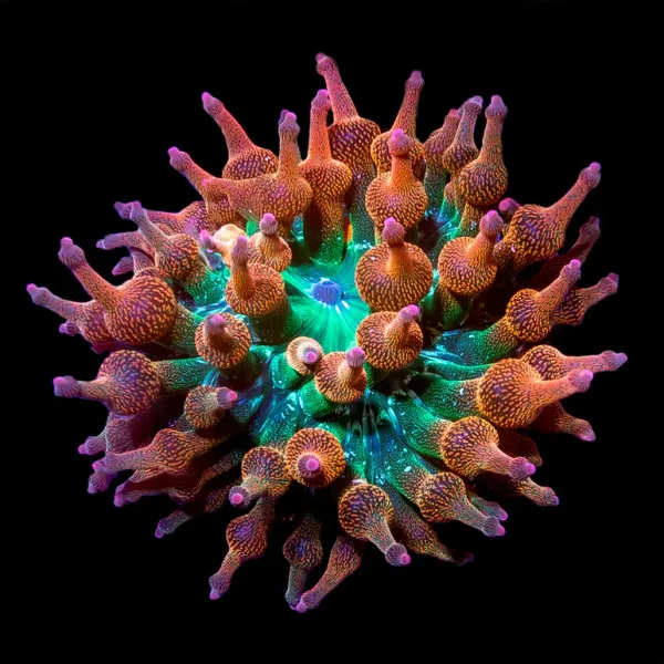 Coral Anemona BBT Rainbow 5-8cm - Franco Aquarismo | A Nº1 quando