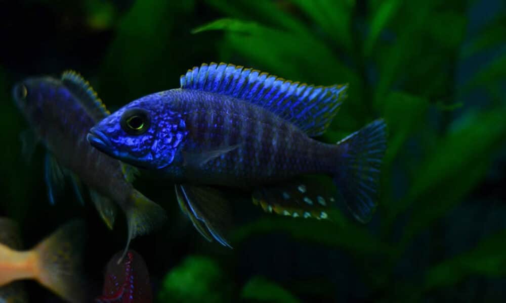 Aulonocara Nyassae Blue Orchid 7-11cm | Peixe Aquário - Franco