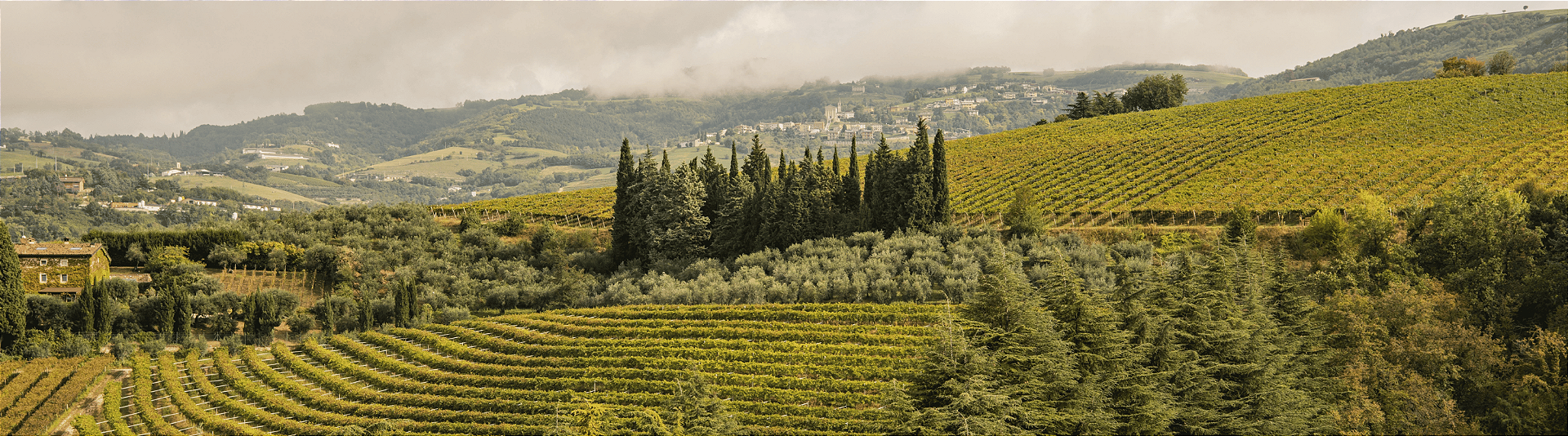 Vinhedos da Costa Arènte em Valpantena, Valpolicella