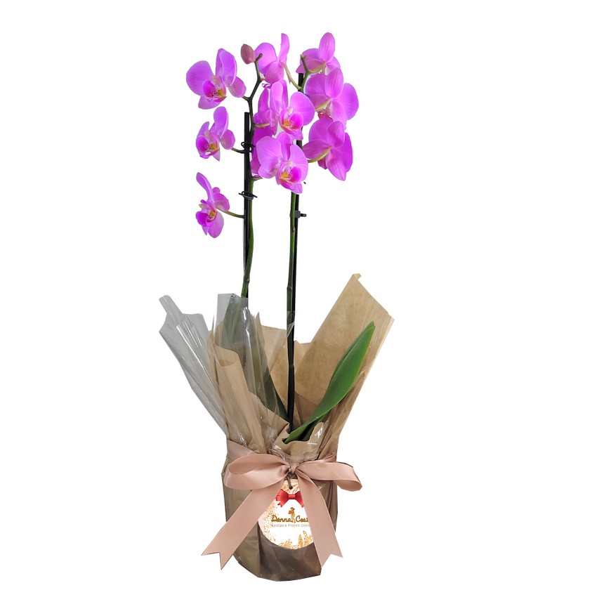 Mini Orquídea Pink - Cestas de Café da Manhã Flores Floricultura Rosas em  Fortaleza