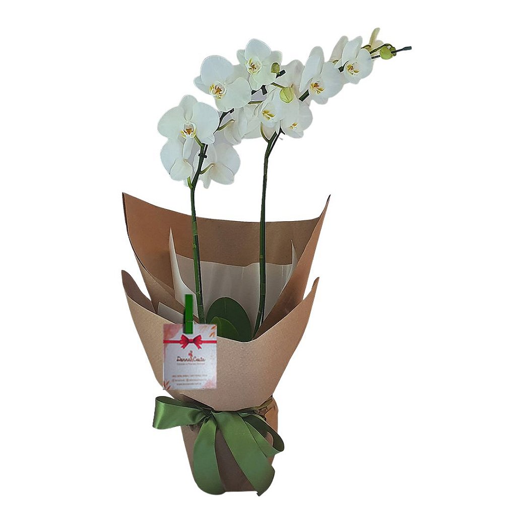 Orquídea Branca - Cestas de Café da Manhã Flores Floricultura Rosas em  Fortaleza