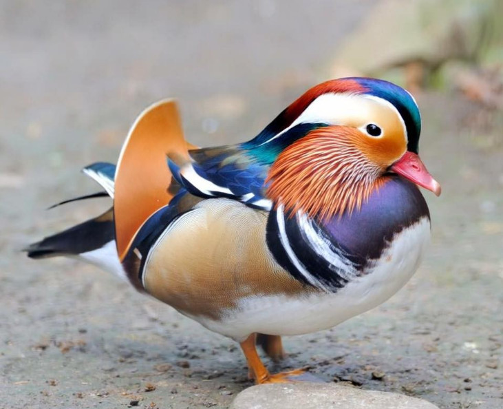 Como desenhar um pato