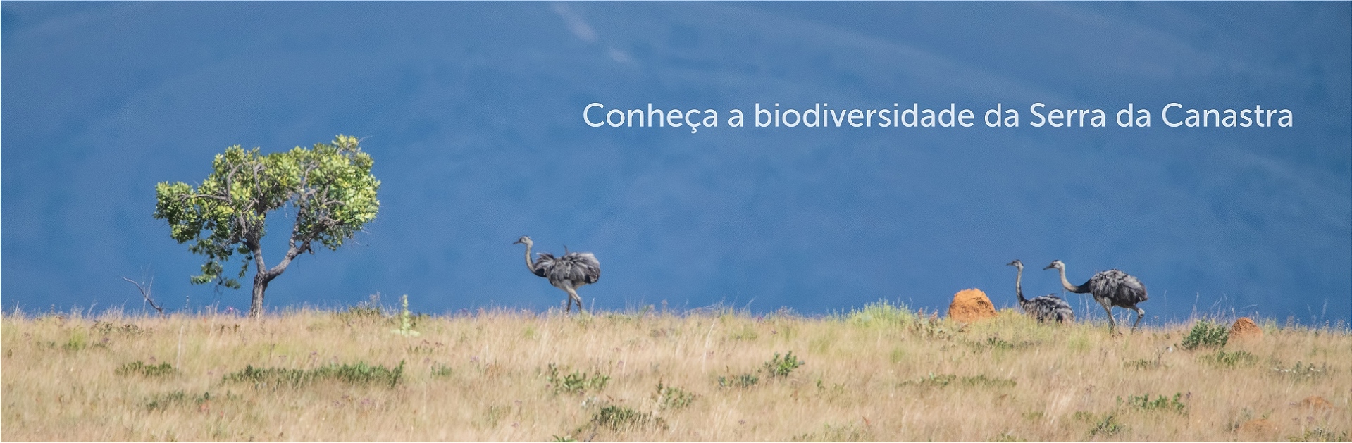 Banner biodiversidade