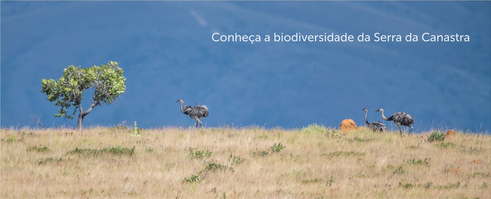 Banner biodiversidade