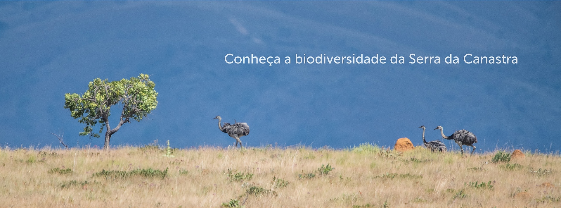 Banner biodiversidade
